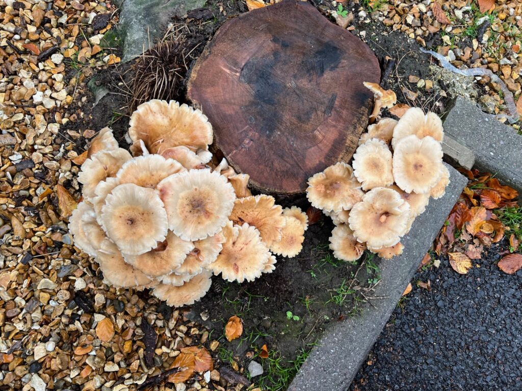 Fungi