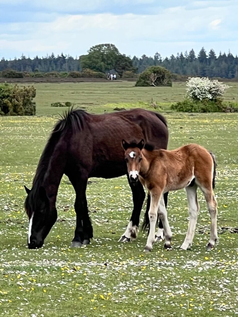 New Forest mare and foal